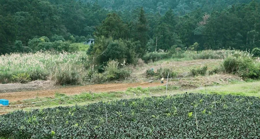 宜蘭包棟雙連埤民宿-山景與田野景觀