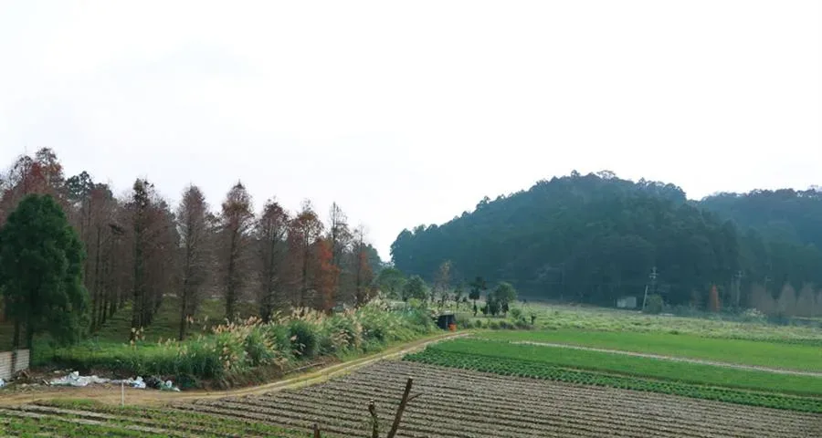宜蘭包棟雙連埤民宿-山景與田野景觀